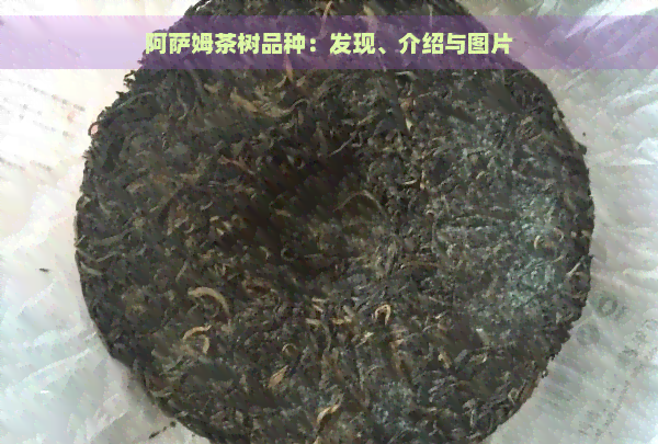 阿萨姆茶树品种：发现、介绍与图片