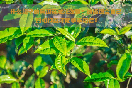 什么牌子的普洱茶减肥效果？选择适合自己的和种类才能事半功倍！