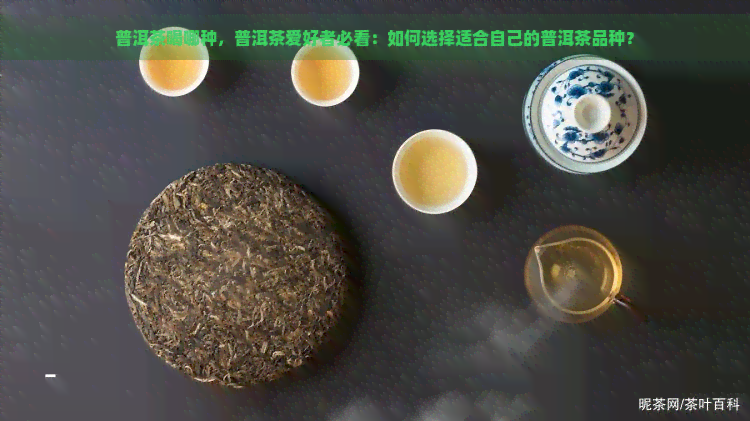 普洱茶喝哪种，普洱茶爱好者必看：如何选择适合自己的普洱茶品种？