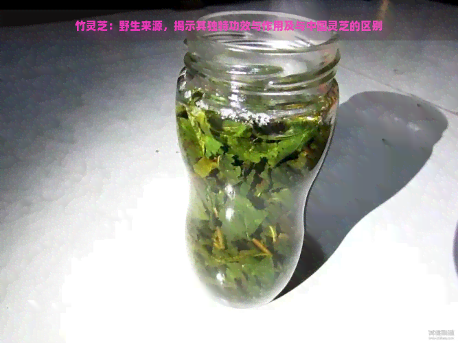 竹灵芝：野生来源，揭示其独特功效与作用及与中国灵芝的区别