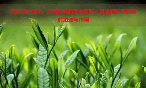 普洱茶去痰吗，普洱茶真的能去痰吗？科学解析普洱茶的功效与作用