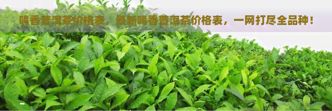 鸣香普洱茶价格表，最新鸣香普洱茶价格表，一网打尽全品种！