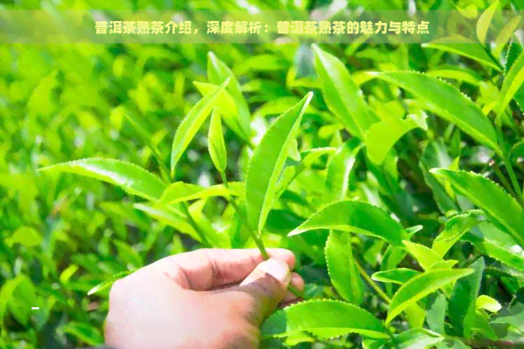 普洱茶熟茶介绍，深度解析：普洱茶熟茶的魅力与特点