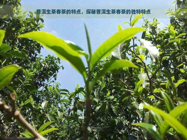 普洱生茶春茶的特点，探秘普洱生茶春茶的独特特点