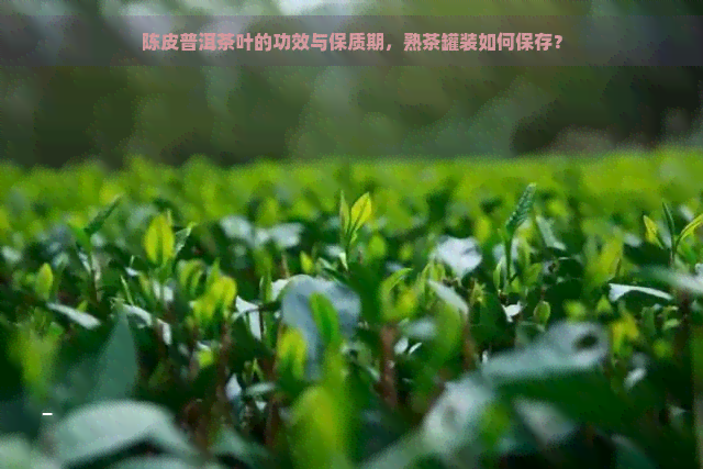 陈皮普洱茶叶的功效与保质期，熟茶罐装如何保存？