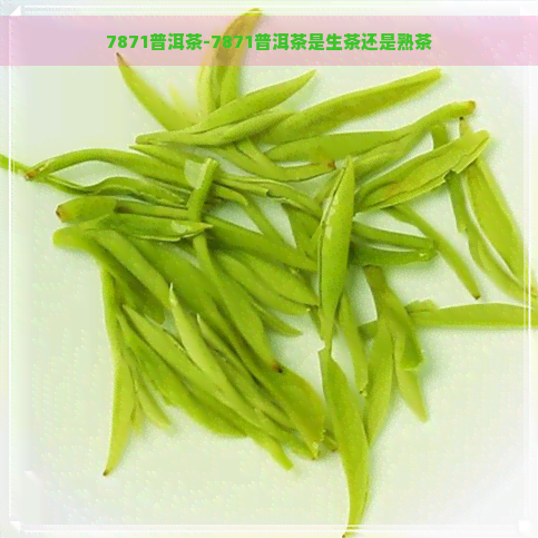 7871普洱茶-7871普洱茶是生茶还是熟茶