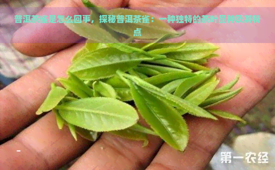 普洱茶雀是怎么回事，探秘普洱茶雀：一种独特的茶叶品种及其特点