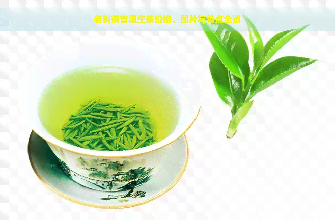 老树茶普洱生茶价格、图片与特点全览