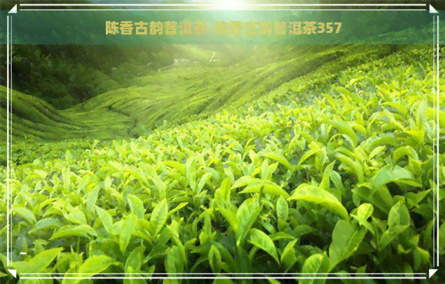 陈香古韵普洱茶-陈香古韵普洱茶357