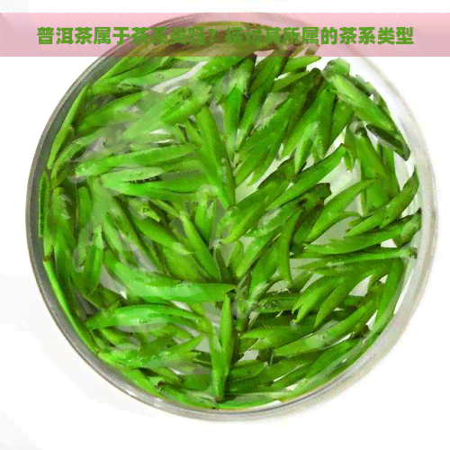 普洱茶属于茶系类吗？探讨其所属的茶系类型