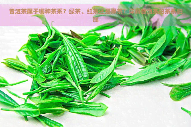 普洱茶属于哪种茶系？绿茶、红茶还是黑茶？详解普洱茶的茶系归属