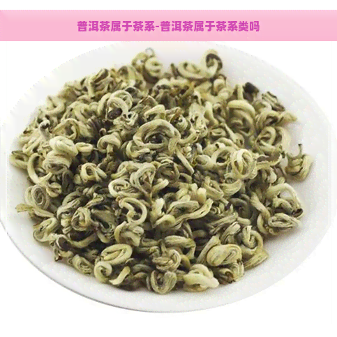 普洱茶属于茶系-普洱茶属于茶系类吗