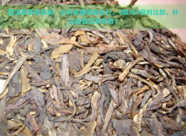 普洱茶茶青级别：从叶底看等级划分，4级与7级的比较，什么是普洱茶青普？