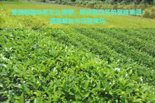 普洱茶酸味是怎么回事，探究普洱茶的酸味来源：原因解析与品鉴技巧