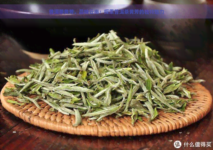 普洱茶黄芳，品味云南：探索普洱茶黄芳的独特魅力