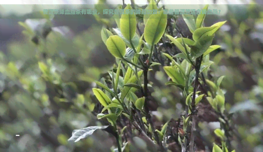 普洱茶降血脂茶有哪些，探究普洱茶的降脂功效：哪些普洱茶适合降血脂？