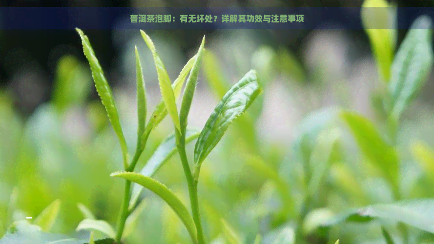 普洱茶泡脚：有无坏处？详解其功效与注意事项