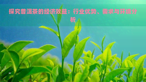 探究普洱茶的经济效益：行业优势、需求与环境分析