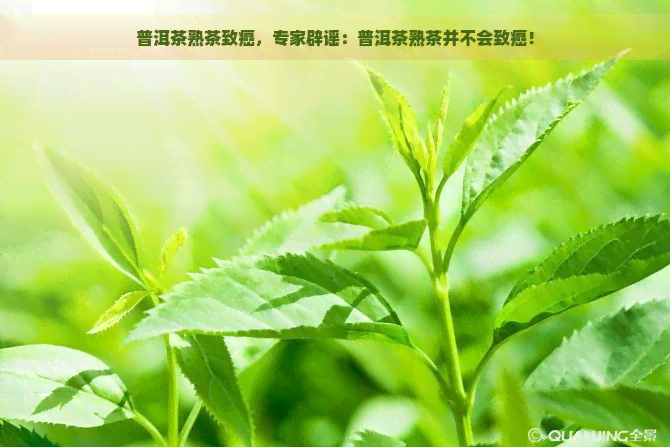 普洱茶熟茶致癌，专家辟谣：普洱茶熟茶并不会致癌！