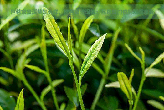 世茗家普洱茶怎么样，世茗家普洱茶：品质与口感的双重享受