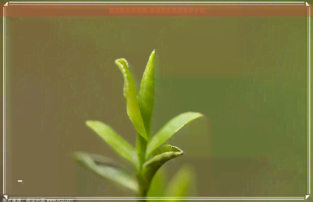 普洱茶生茶用量-普洱茶生茶用量多少克