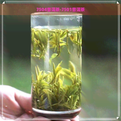 7504普洱茶-7501普洱茶