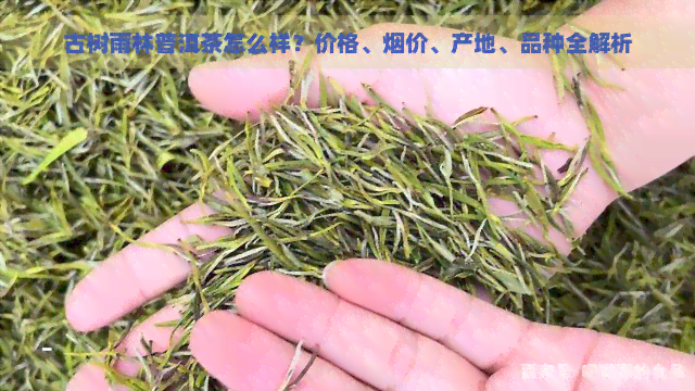 古树雨林普洱茶怎么样？价格、烟价、产地、品种全解析