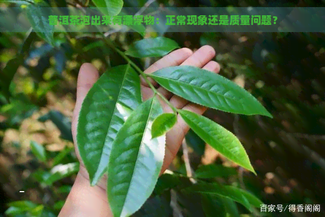 普洱茶泡出来有漂浮物：正常现象还是质量问题？