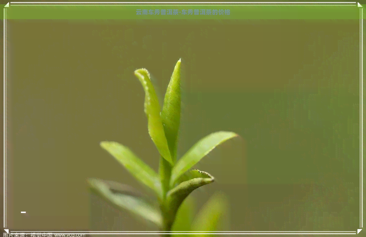 云南车秀普洱茶-车秀普洱茶的价格