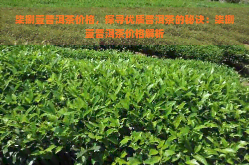 柒捌壹普洱茶价格，探寻优质普洱茶的秘诀：柒捌壹普洱茶价格解析