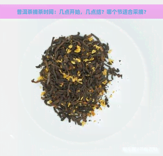 普洱茶摘茶时间：几点开始，几点结？哪个节适合采摘？