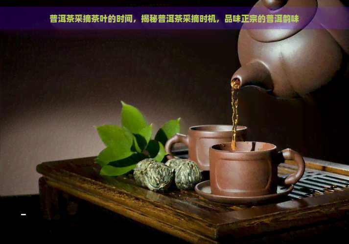 普洱茶采摘茶叶的时间，揭秘普洱茶采摘时机，品味正宗的普洱韵味