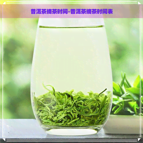 普洱茶摘茶时间-普洱茶摘茶时间表