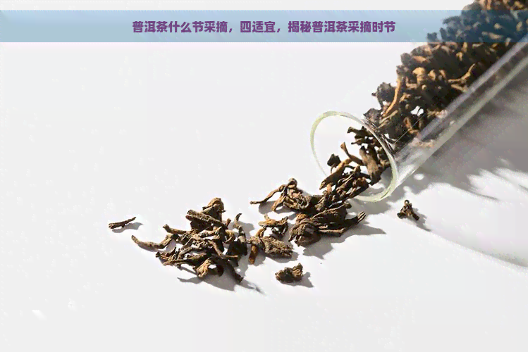 普洱茶什么节采摘，四适宜，揭秘普洱茶采摘时节