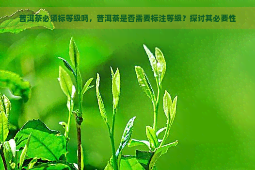 普洱茶必须标等级吗，普洱茶是否需要标注等级？探讨其必要性