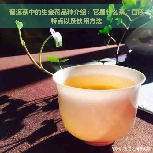 普洱茶中的生金花品种介绍：它是什么茶，口感特点以及饮用方法