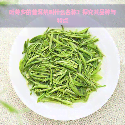 叶芽多的普洱茶叫什么名称？探究其品种与特点