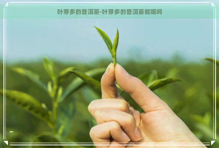 叶芽多的普洱茶-叶芽多的普洱茶能喝吗