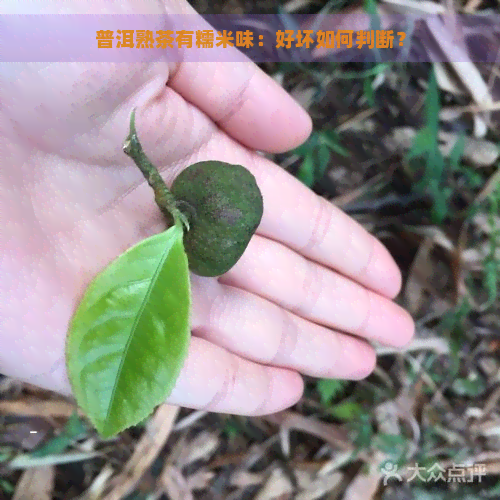 普洱熟茶有糯米味：好坏如何判断？