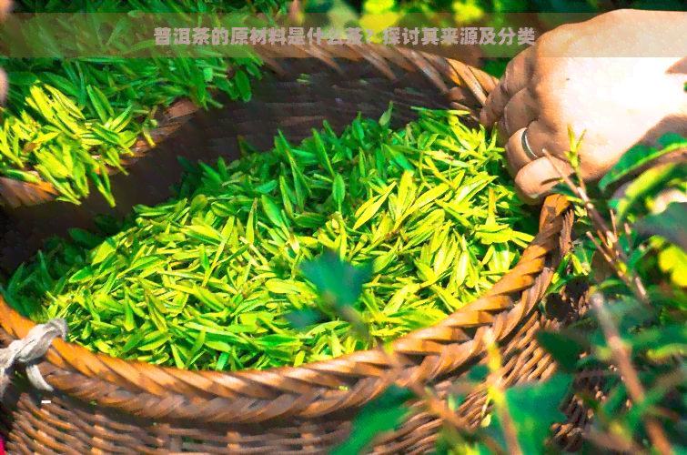 普洱茶的原材料是什么茶？探讨其来源及分类