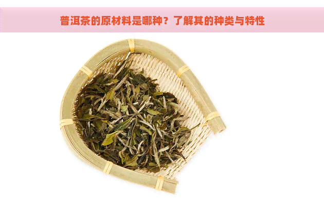 普洱茶的原材料是哪种？了解其的种类与特性