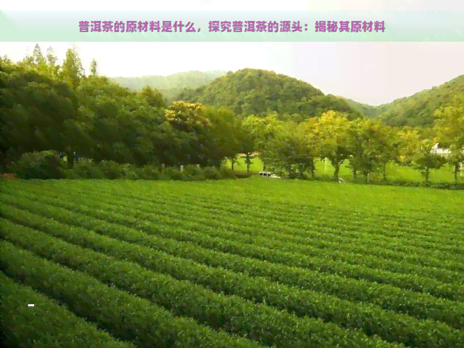 普洱茶的原材料是什么，探究普洱茶的源头：揭秘其原材料