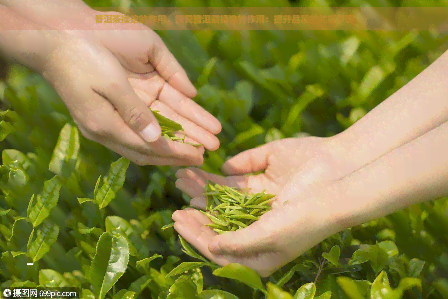 普洱茶揉捻的作用，探究普洱茶揉捻的作用：提升品质的关键步骤