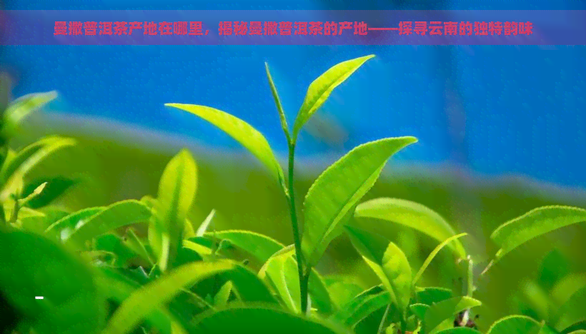 曼撒普洱茶产地在哪里，揭秘曼撒普洱茶的产地——探寻云南的独特韵味