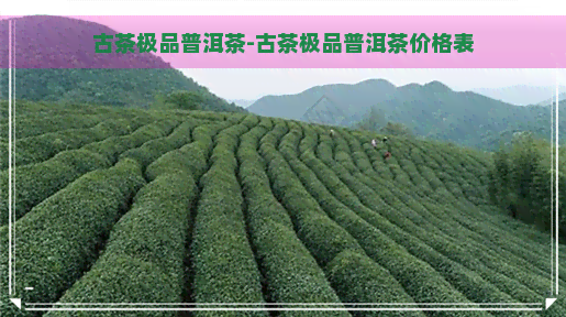 古茶极品普洱茶-古茶极品普洱茶价格表