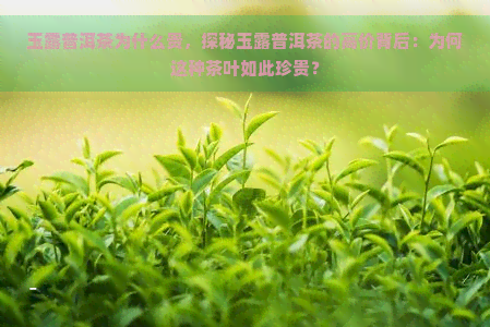 玉露普洱茶为什么贵，探秘玉露普洱茶的高价背后：为何这种茶叶如此珍贵？