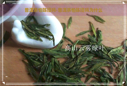 普洱茶怕陈旧吗-普洱茶怕陈旧吗为什么