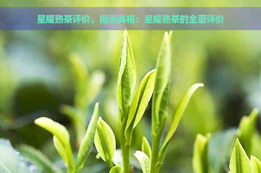 星耀熟茶评价，揭示真相：星耀熟茶的全面评价