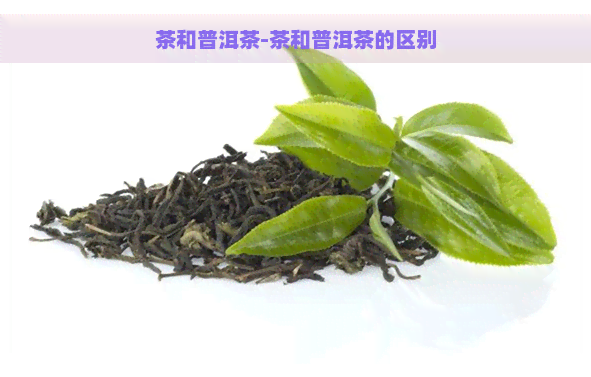 茶和普洱茶-茶和普洱茶的区别