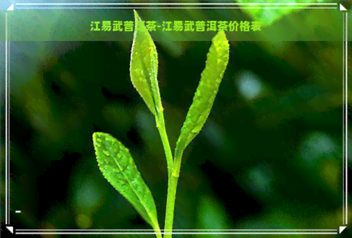 江易武普洱茶-江易武普洱茶价格表